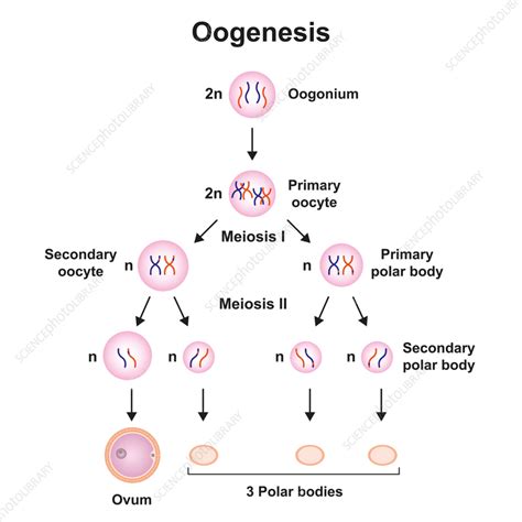 spermatogenėzė ir oogenezė