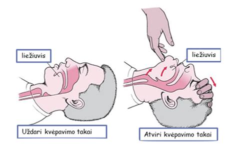 Schema, iliustruojanti kvėpavimo takus (nosies ir burnos)