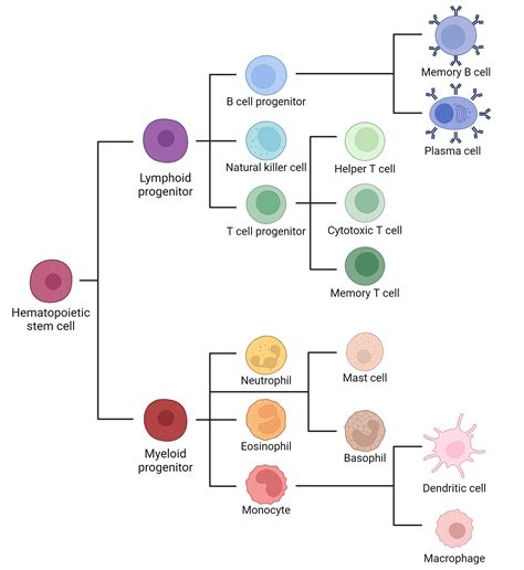 schema of a child's immune system development