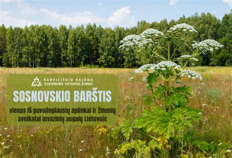 Nuotrauka su pavadinimu 