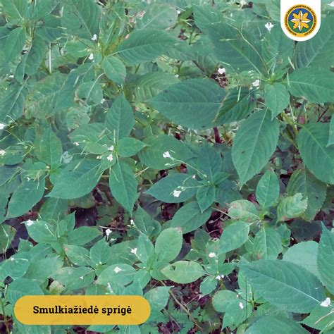 Iliustracija su 10 dažniausiai sodinamų nuodingų augalų Lietuvoje