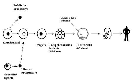 Vienas kiaušinėlis apvaisinamas dviejų spermatozoidų - monozigotiniai dvyniai