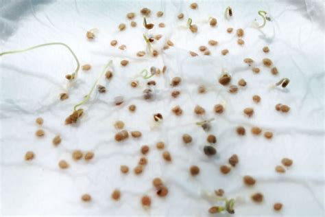 Paruošimas sėjai: sėklų mirkymas ir dirvos paruošimas