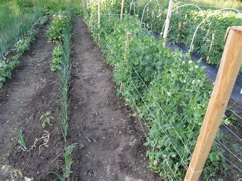 Žirnių atramos ir laistymas