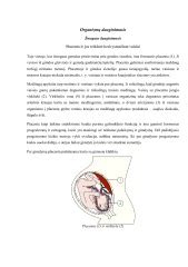 schematinis žmogaus kiaušinėlio apvaisinimo procesas