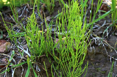 Dirvinio asiūklio (Equisetum arvense) sandara