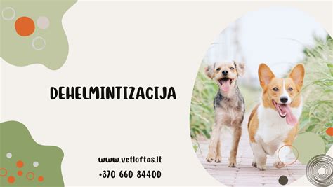 Gyvūnas veterinarijos klinikoje