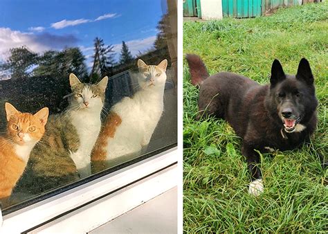 Istorinė nuotrauka gyvūnų globos draugijos Rietave