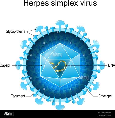 Herpes simplex viruso (HSV) struktūra