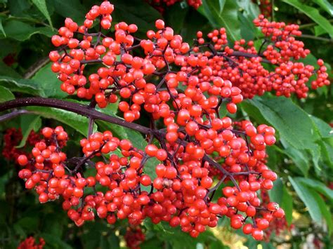 Nuotrauka: Šeivamedžio uogos