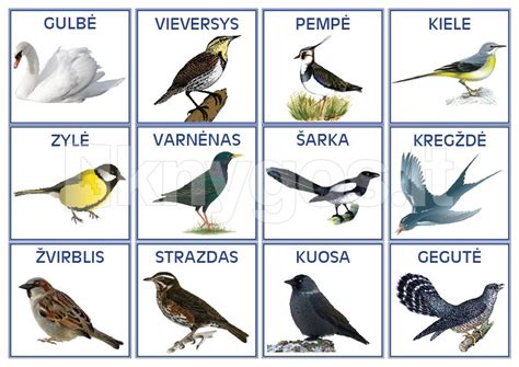 Loto kortelės su Lietuvos paukščiais ir jų šešėliais