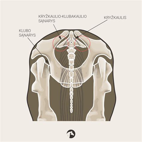 Anatomija kryžkaulio ir klubakaulio sąnario