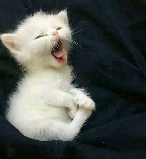 Amžiaus palyginimas: šuo ir žmogus