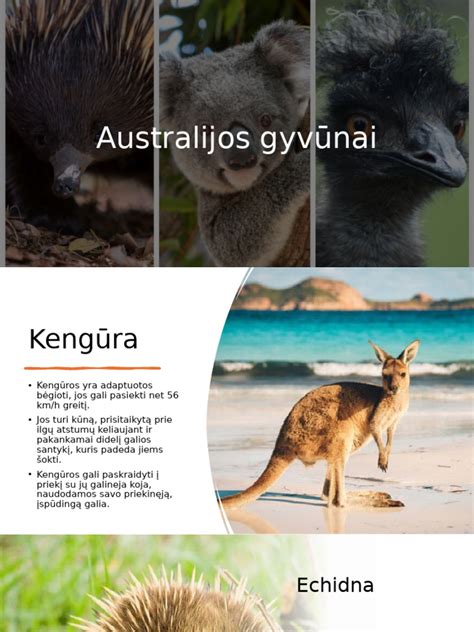 Australijos gyvūnai: kengūra, koala, ančiasnapis