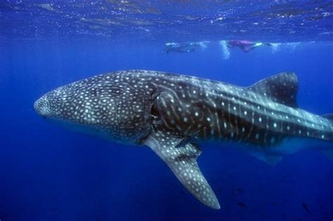 Vandenynų gyvūnai: banginis, delfinas, ryklys