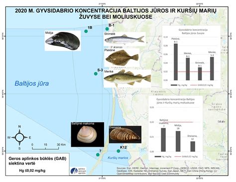 Gyvsidabrio kiekis skirtingose žuvyse