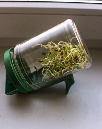 pupelės daiginimas stiklinėje