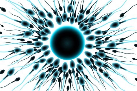 Vizualizacija: kiaušialąstės paviršiaus molekulės, prie kurių jungiasi spermatozoidai