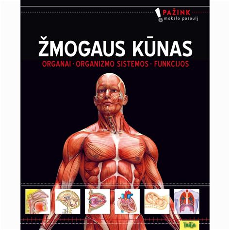 Scheminis žmogaus endokrininės sistemos vaizdas
