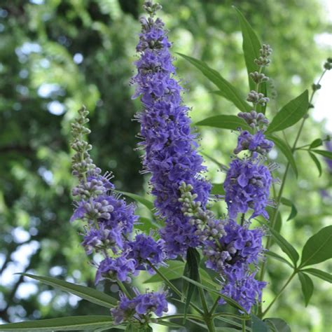 Nuotrauka: Skaistmino (Vitex agnus-castus) augalas