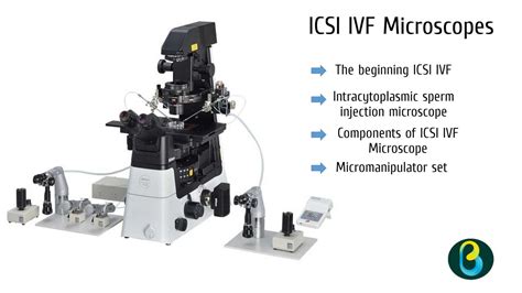 Vizualizacija IVF ir ICSI procedūrų eigos
