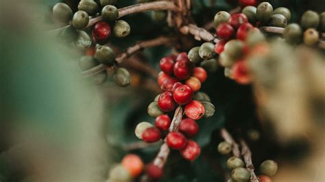 Kavos pupelių veislės