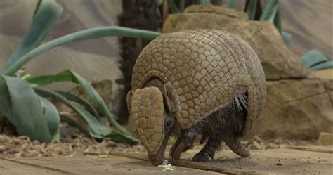 Gyvūnai zoologijos sode