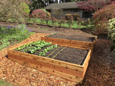 raised garden beds with vegetables
