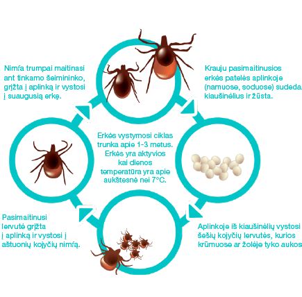 Gyvenimo ciklas raudonoji aksominė erkė