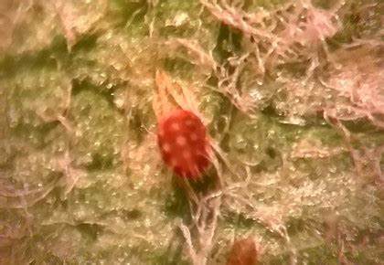 Lyginamoji lentelė: Raudonoji aksominė erkė ir Raudonoji sodinė erkė