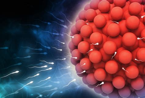 Spermos ir kiaušialąsčių užšaldymas