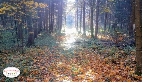 Vaiko rankose laikantis raudoną rudenį lapą