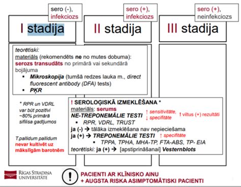 Morulės stadija