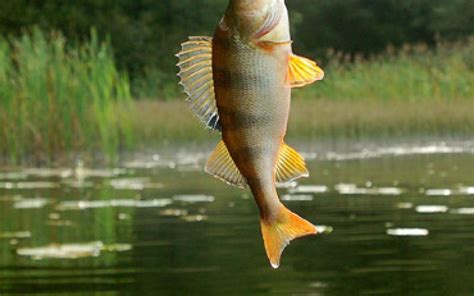 Žuvis su išbėrimu (heksamitozė)