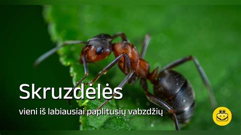 skruzdėlės nešančios grūdelius