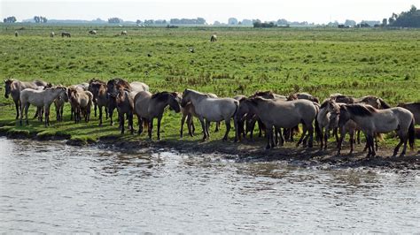 Arklių bandas