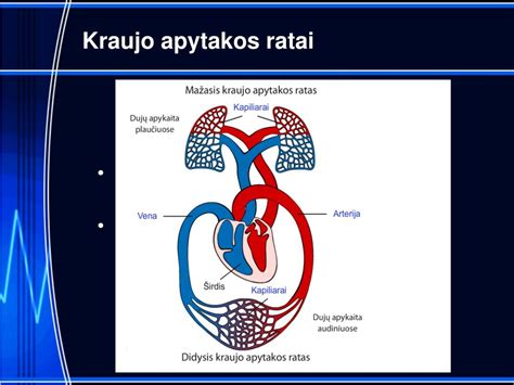 schematinis žmogaus kraujo apytakos sistemos vaizdas