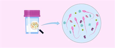 Spermos tyrimo procesas laboratorijoje