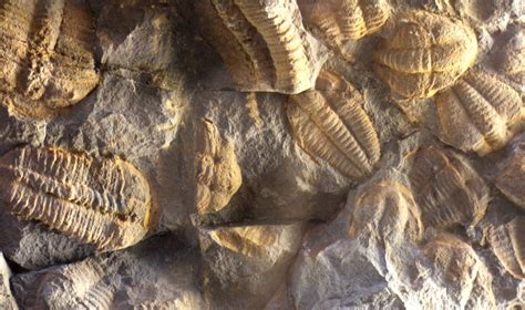Australopiteko fosilija
