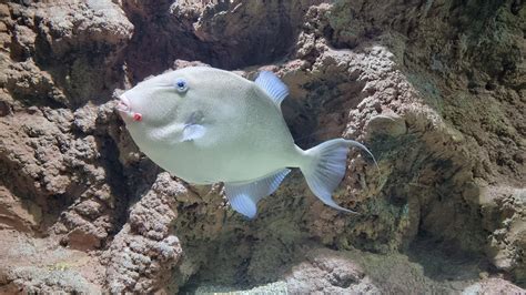 Didelis akvariumas su rykliais ir kitais jūrų gyvūnais