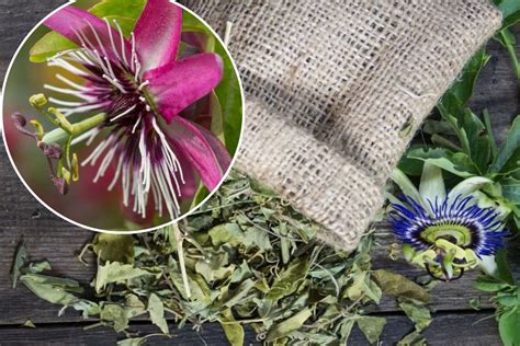 Pasifloros augalo nuotrauka su žiedais