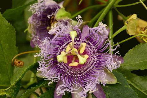 Infografika: Pasifloros naudingosios savybės