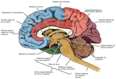 Scheminė smegenų dalis, atsakinga už dėmesio koncentraciją
