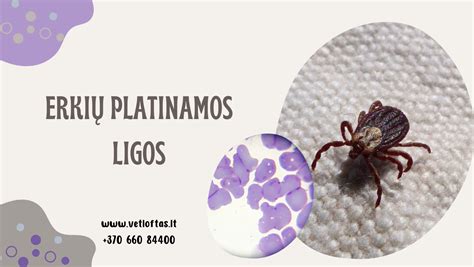 Erkių platinamos ligos