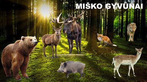 Gyvūnas su Foresto antkakliu