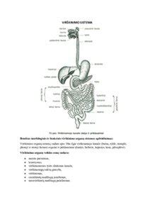 Virškinimo sistema ir jos organai