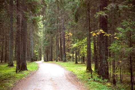 Lietuvos miško takas