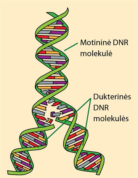 genetinė DNR grandinė