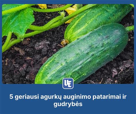 Dvynukų auginimo patarimai