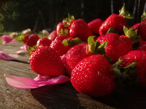 Braškių lysvės su mulčiumi